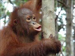 Image result for MONKEYS