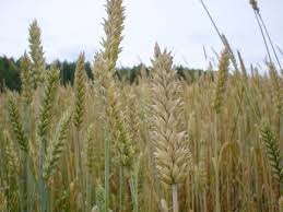 North Dakota well fails, spraying 20 barrels of oil onto nearby wheat crop