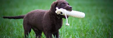 Image result for "Chesapeake bay retriever"
