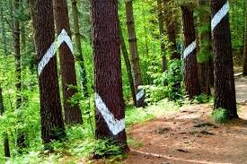 El Bosque de Oma, el bosque pintado de Ibarrola - bosque_oma_l