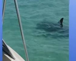 Image of large hammerhead shark swimming in Tampa Bay