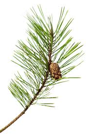 Pine needles