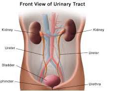 Gambar urinary system