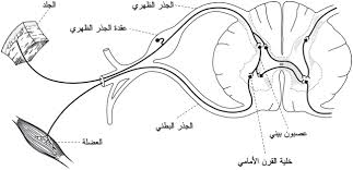 بعض الرسومات التخطيطية بالعلوم   Images?q=tbn:ANd9GcRNaLcLKw_faY-TF7INuFdSRS0-768Qkoq7sRHmdqFZ8u0QcJBN