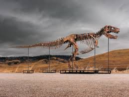 Sotheby’s Big T. Rex Auction Raises Concerns Hype and Wealth Are Upending Science