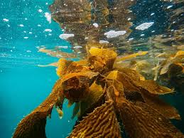Deep Learning Revolution: AI Maps Uncover Kelp Forest Recovery After Marine Heatwaves