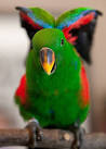 virtual villagers 2 parrots talking like humans do download accelerators