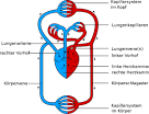 Blutkreislauf 