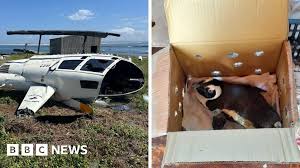 Penguin Takes Flight: How an Unsecured Bird Caused a Helicopter Crash in South Africa
