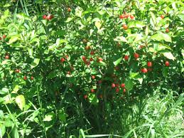 Image result for goumi