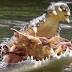 Holy cow! Cranky croc's 50th birthday treat
