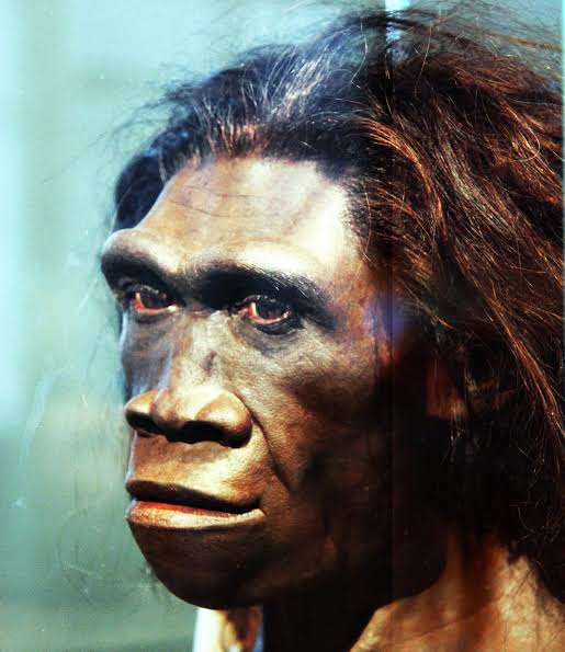 Homo Erectus - World History Encyclopedia