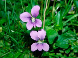 Wild Violets « Lady Violette via Relatably.com