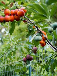 Image result for Tree Grows 40 Kinds of Fruit