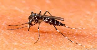 Resultado de imagem para produzir o aedes