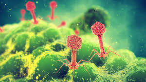 The Unlikely Allies: How Viruses in the Human Body Could Aid in Antibiotic Resistance - 1