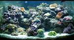 Your Online Aquatics Fresh Saltwater Fish Store