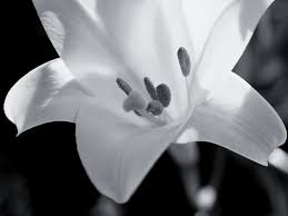 Image result for black and white pictures