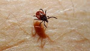 Flåttadvarsel: – Kan bli lengre sesong