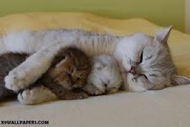 Image result for ‫الرحمة‬‎