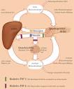 Insulin - DocCheck Flexikon