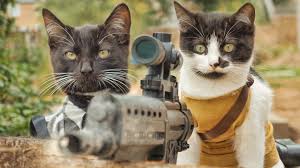 Image result for cats