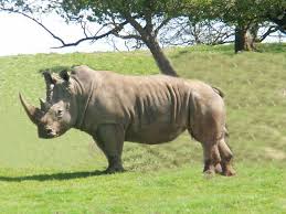 Image result for ‫وحيد القرن‬‎