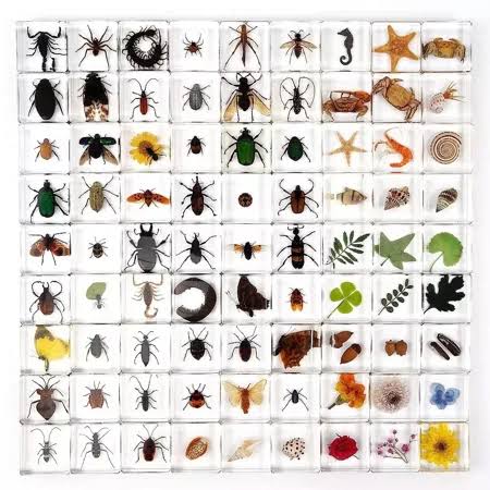 50 Pcs Insect Specimen Bugs in Resin Collection Flower Shell Plant Resin lot