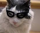 Glasses for cats