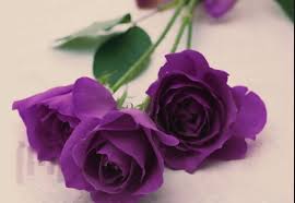 Image result for karangan bunga mawar biru