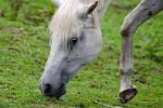 Pferdeschnupfen - Wenn das Pferd erkältet ist Ratgeber Ratgeber