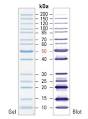 PageRuler Plus Prestained Protein Ladder, to 2kDa - Thermo