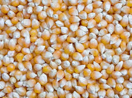 Image result for MAIZE