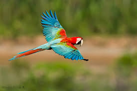 Resultat d'imatges de guacamayo rojo