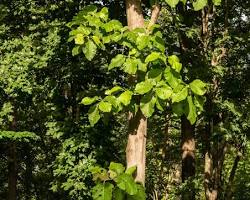Image of Teak tree
