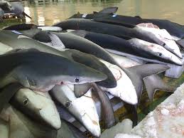 Resultado de imagem para pesca rs