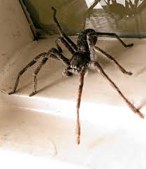 Image result for huntsman spider australia images