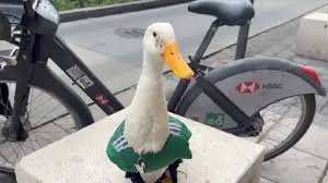 Televisa se lleva el 'pato al agua' y le gana la partida a TV Azteca de Salinas pues llevará a Merlín al Mundial