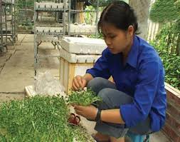 Image result for RAU MẦM CẢI XANH