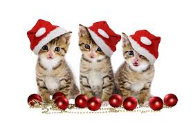 Résultat de recherche d'images pour "joyeux noel chat"