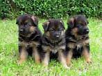 Afbeeldingsresultaat voor duitse herder puppy