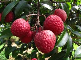 Image result for lychee trees