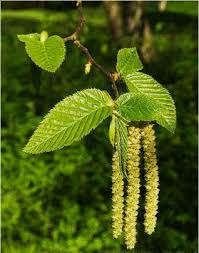 Image result for alder leaves