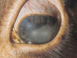 Image result for eyeball enucleation cattle