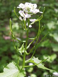 Image result for garlic mustard