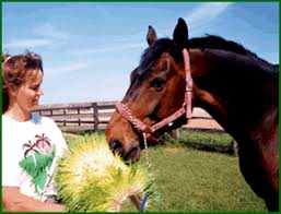 Resultado de imagen de alimentacion de un caballos