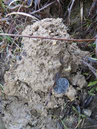 Image result for crayfish chimneys