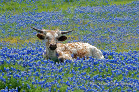 Image result for bluebonnet