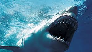 Resultado de imagem para tubarão branco