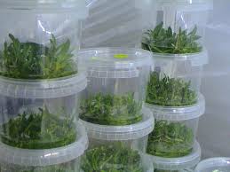 Image result for plant TC containers